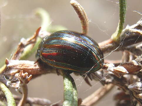 Image of Chrysolina americana