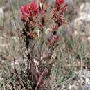 Imagem de Castilleja peruviana T. I. Chuang & L. R. Heckard