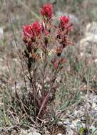 Image of Castilleja peruviana T. I. Chuang & L. R. Heckard