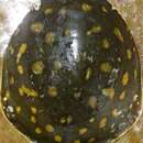 Image of Lissemys punctata andersoni Webb 1980