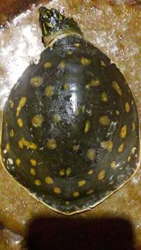 Image of Lissemys punctata andersoni Webb 1980