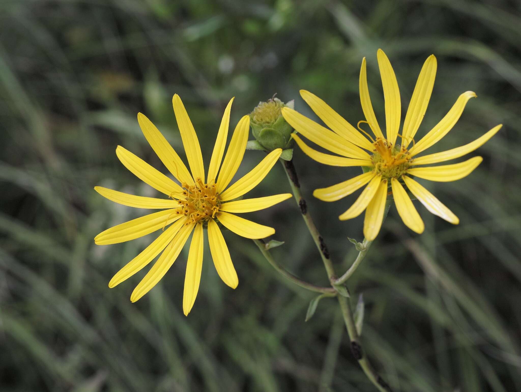 Image de Silphium asteriscus var. trifoliatum (L.) J. A. Clevinger