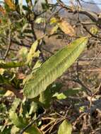 Image of Ozoroa sphaerocarpa R. & A. Fernandes