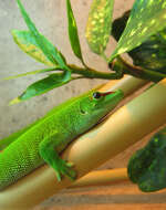 Image of Madagascar Day Gecko