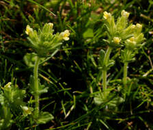 Image of Parentucellia latifolia subsp. flaviflora (Boiss.) Hand.-Mazz.