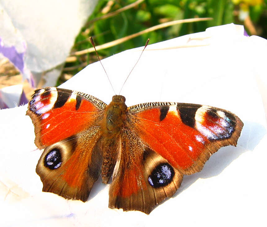 Image of Aglais io