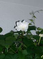 Image of Moonflower or moon vine