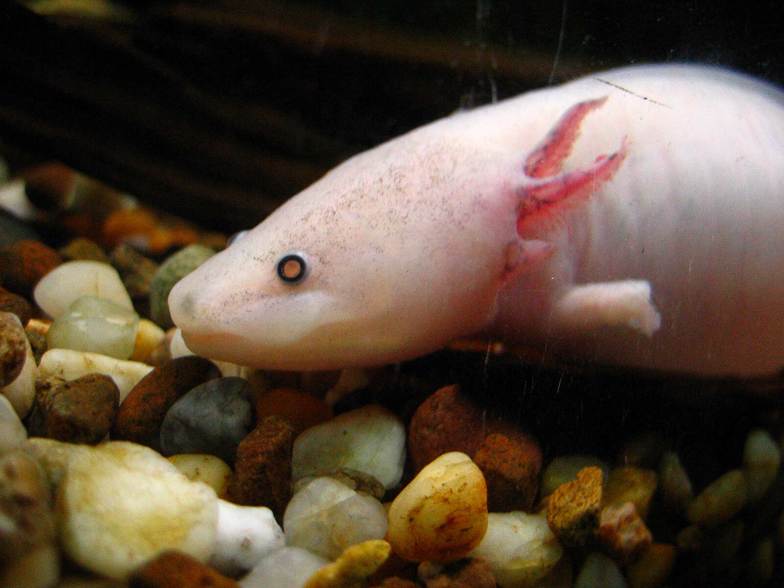 Image of Axolotl