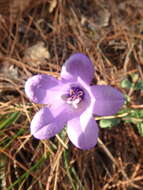 Image of Campanula komarovii Maleev