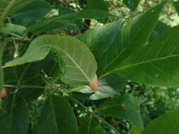 Image of Puccinia sparganioidis Ellis & Barthol. 1896