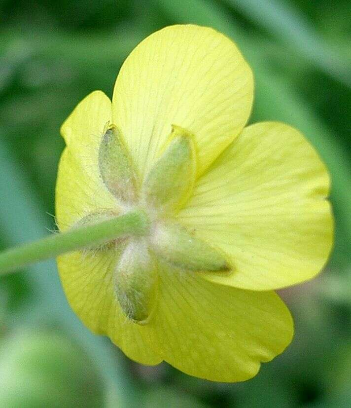 Image of Buttercup