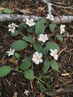 Howellanthus dalesianus (J. T. Howell) Walden & R. Patt. resmi