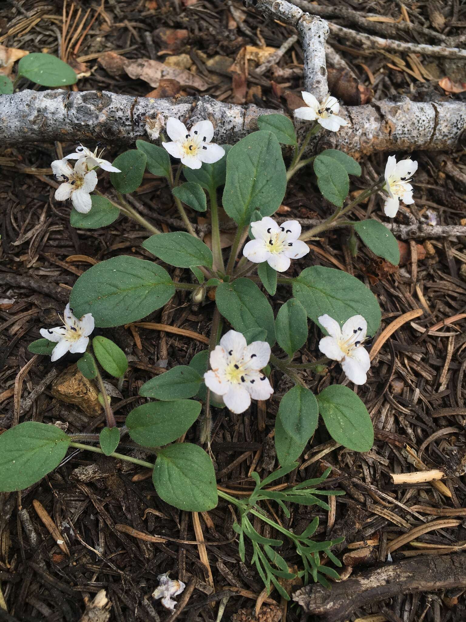 Howellanthus dalesianus (J. T. Howell) Walden & R. Patt. resmi