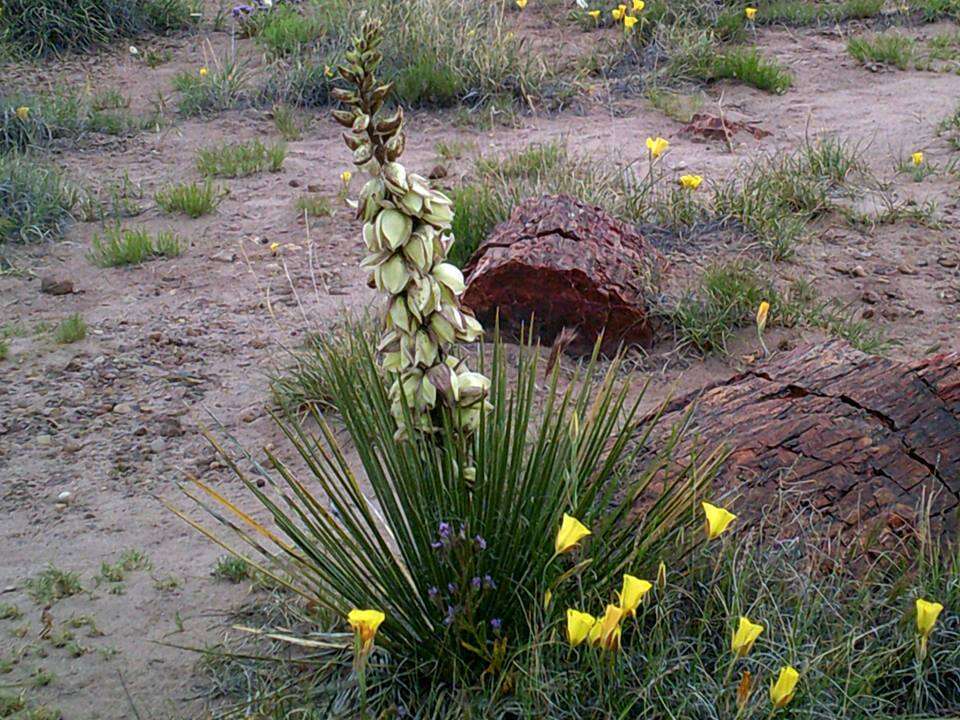 Image of narrowleaf yucca