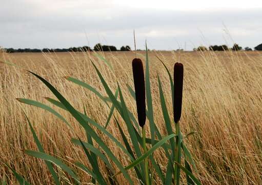 Image of Bulrush