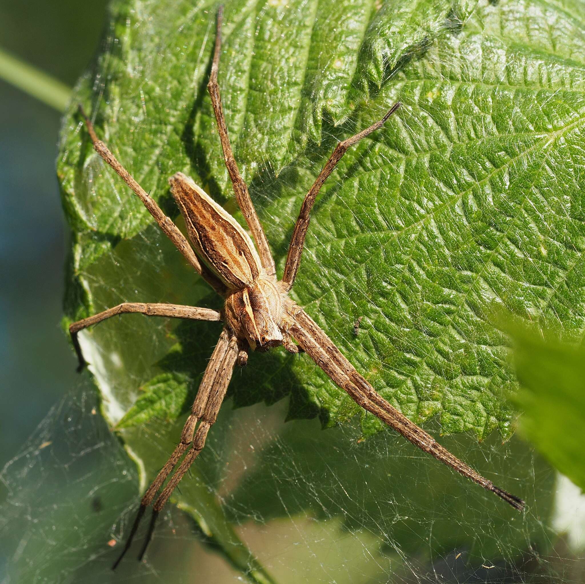 Image of Nursery-web spider