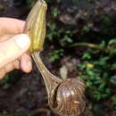 Aristolochia tonduzii O. Schmidt的圖片