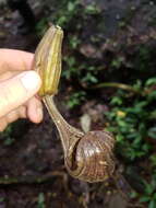 Aristolochia tonduzii O. Schmidt的圖片