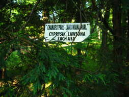 Image of Lawson's Cypress