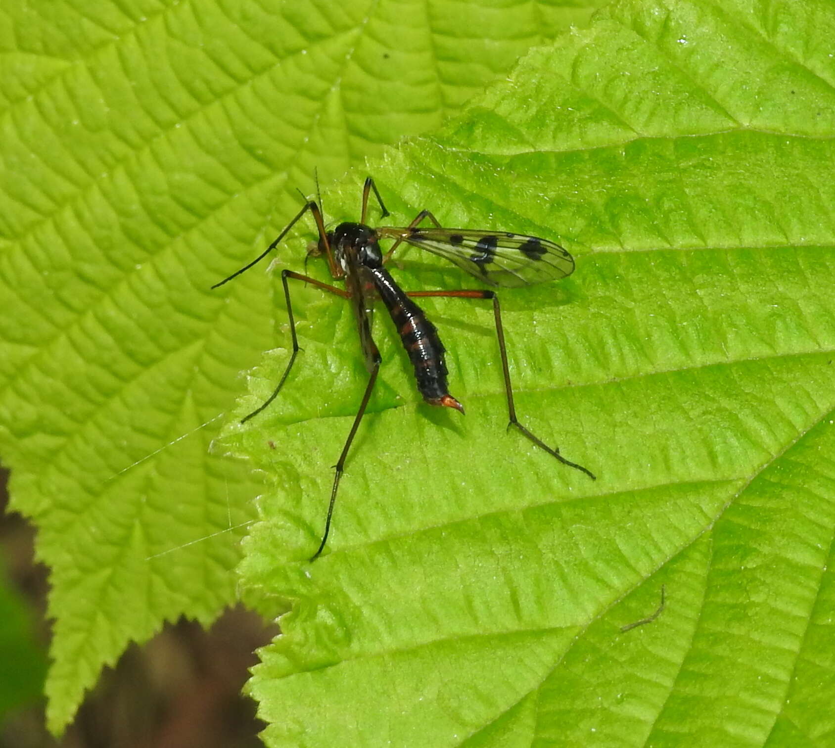 Image de Ptychoptera contaminata (Linnaeus 1758)