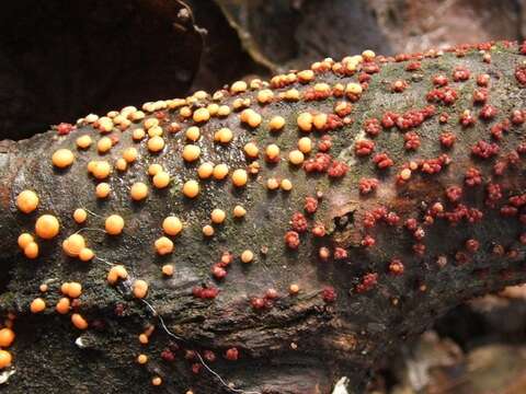 Image of Nectria cinnabarina (Tode) Fr. 1849