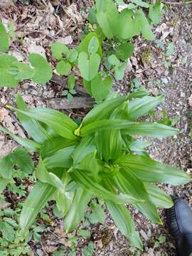 Image of showy colchicum