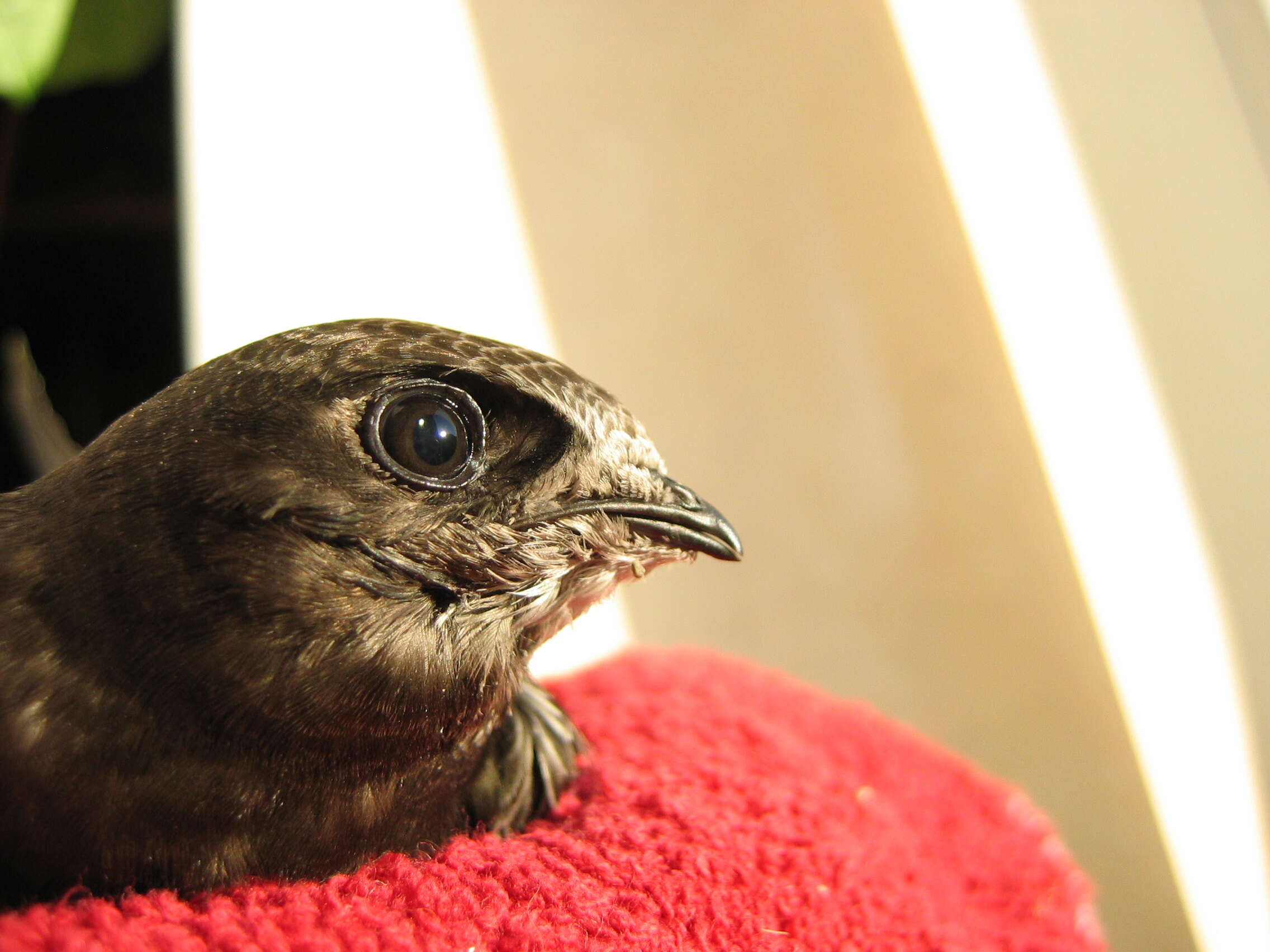 Image of swift, common swift