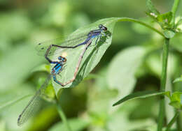 Image of Neotropical Bluet