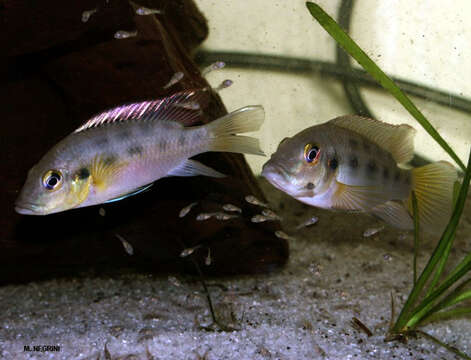 Image of Chromidotilapia