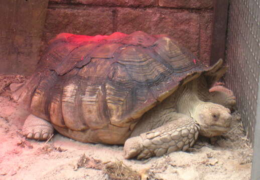 Image of spurred tortoise