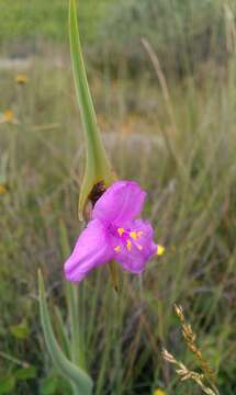 Image of Tradescantia hirta D. R. Hunt