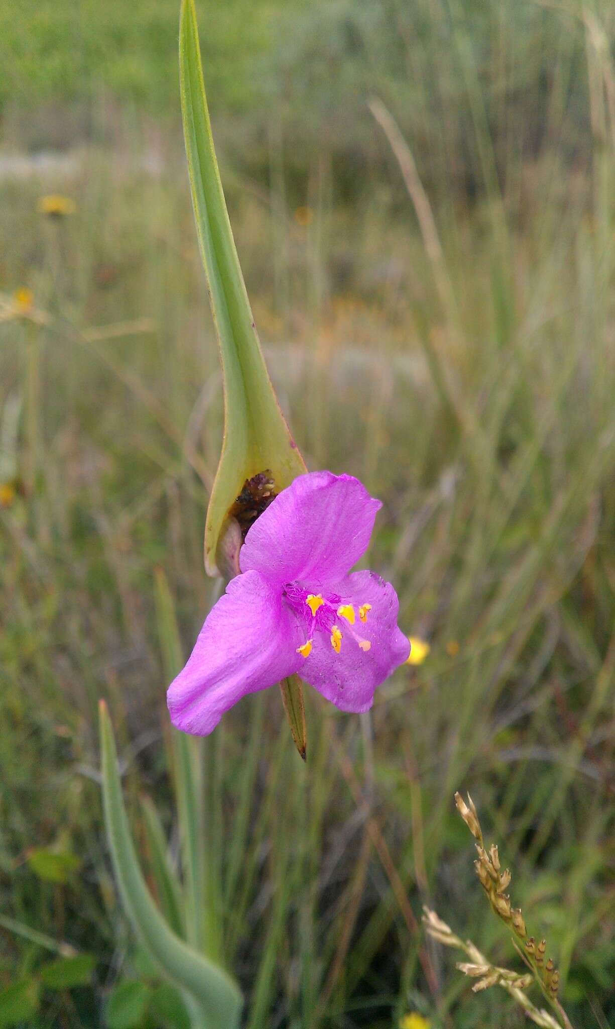 Слика од Tradescantia hirta D. R. Hunt