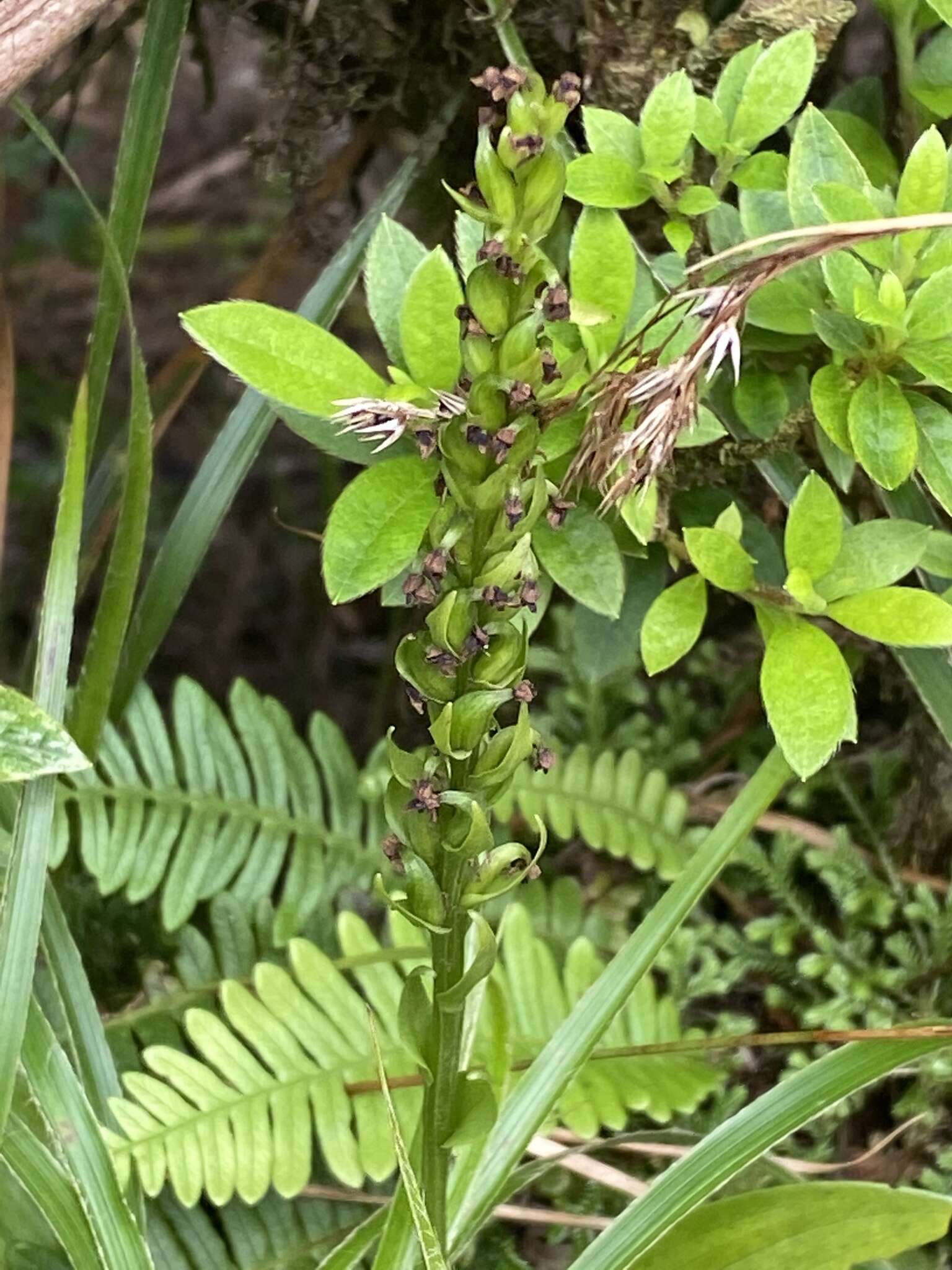 Imagem de Platanthera pollostantha R. M. Bateman & M. Moura