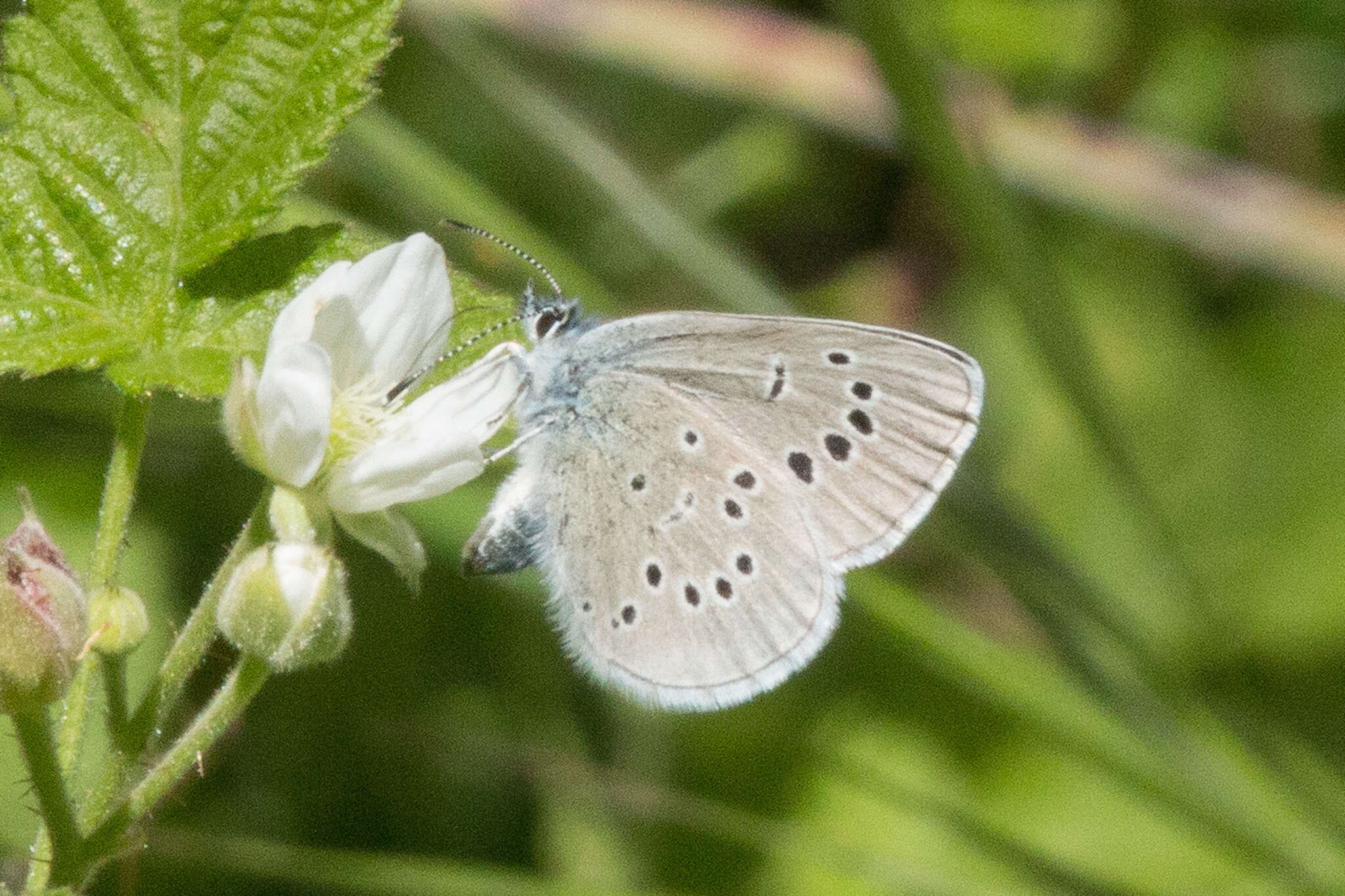 Image of Silvery Blue