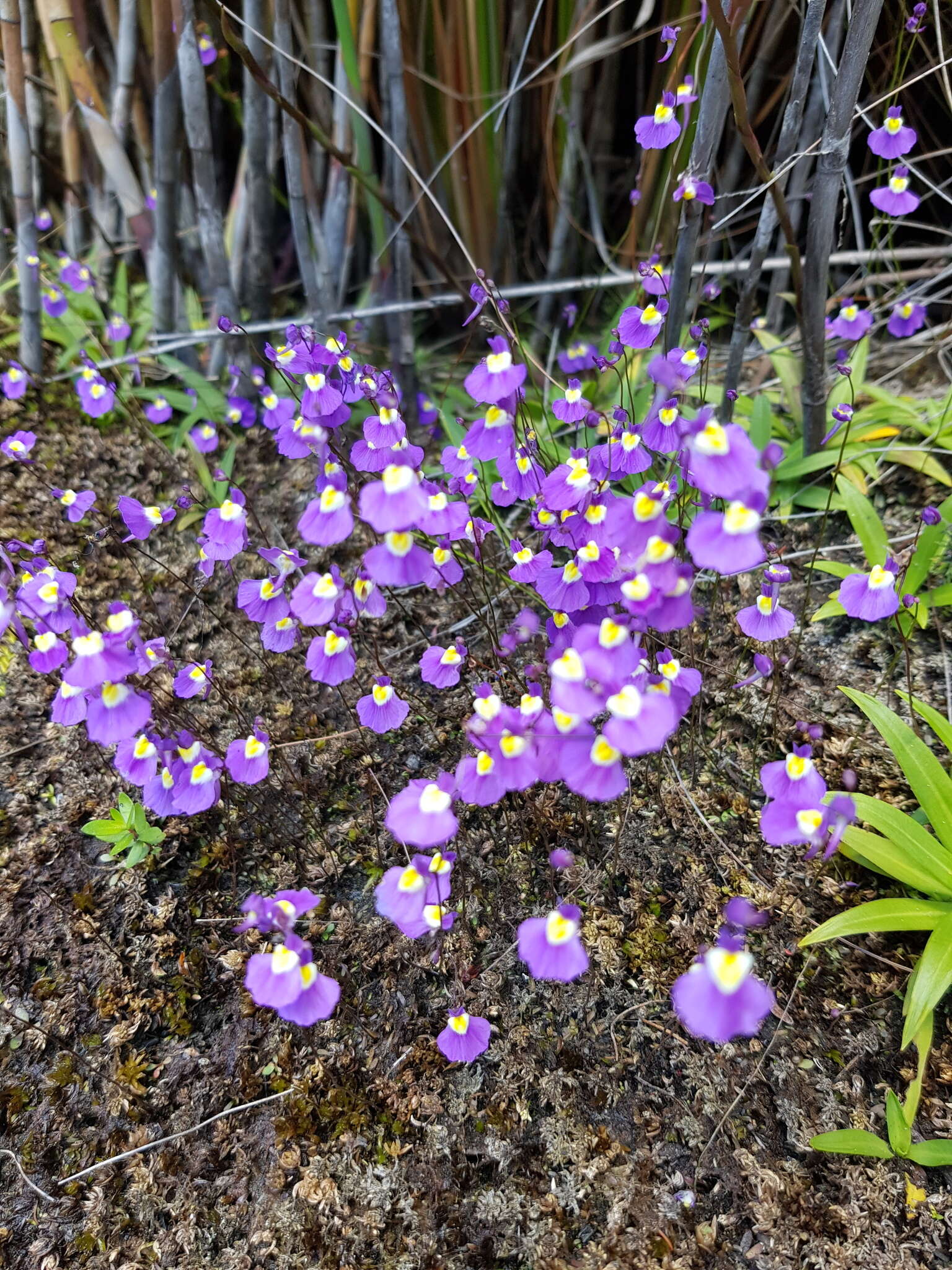 Sivun Utricularia bisquamata Schrank kuva