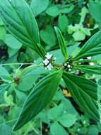 Image of river false buttonweed