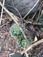 Image of Mammillaria crinita subsp. wildii (A. Dietr.) D. R. Hunt