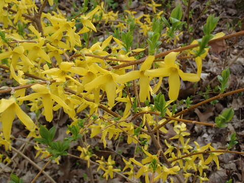 Imagem de Forsythia intermedia Zabel