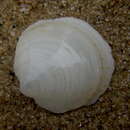 Image of smooth platter shell