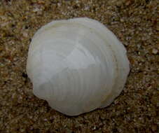 Image of smooth platter shell