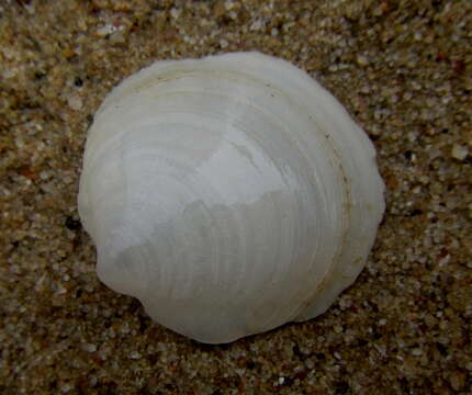 Image of smooth platter shell