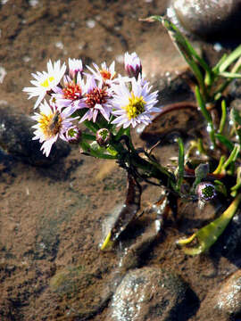 Image of sea aster