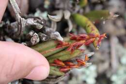 Image of Acianthera teres (Lindl.) Borba