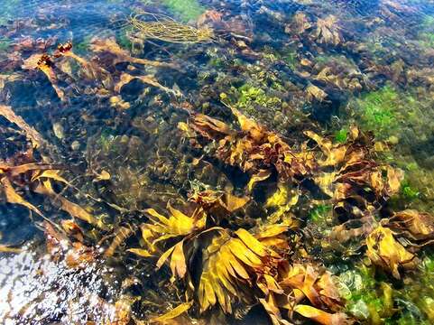 Image of oarweed, tangle