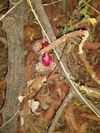 Image de Opuntia salmiana J. Parm. ex Pfeiff.