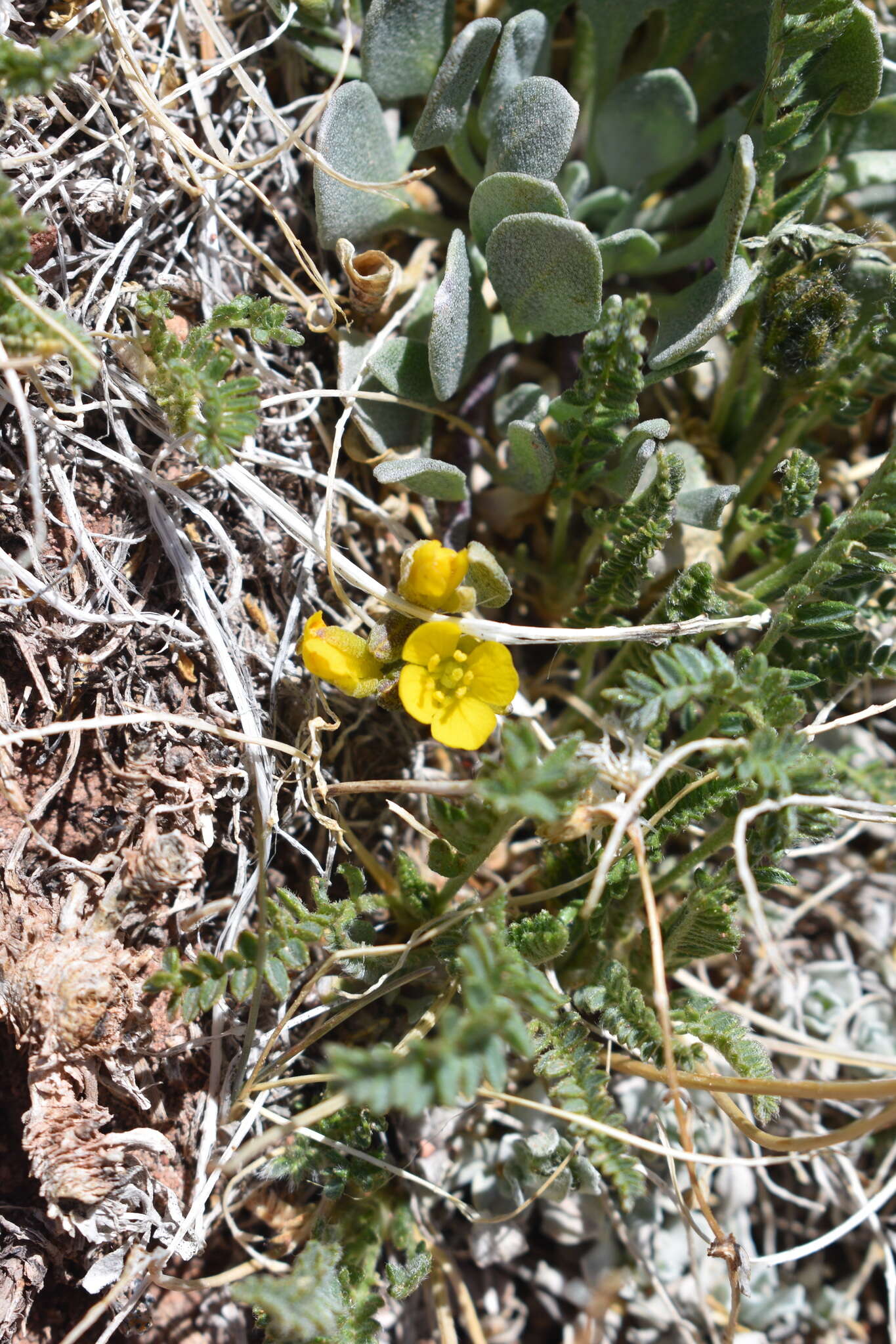 Image of Avery Peak twinpod