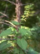 Imagem de Salvia glutinosa L.