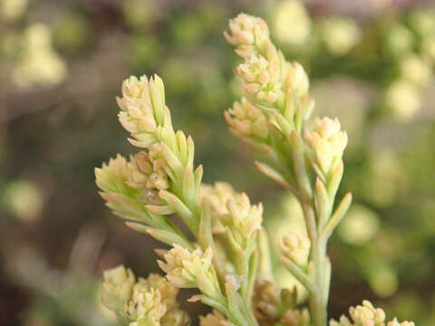 Image of <i>Thesium ericifolium</i>