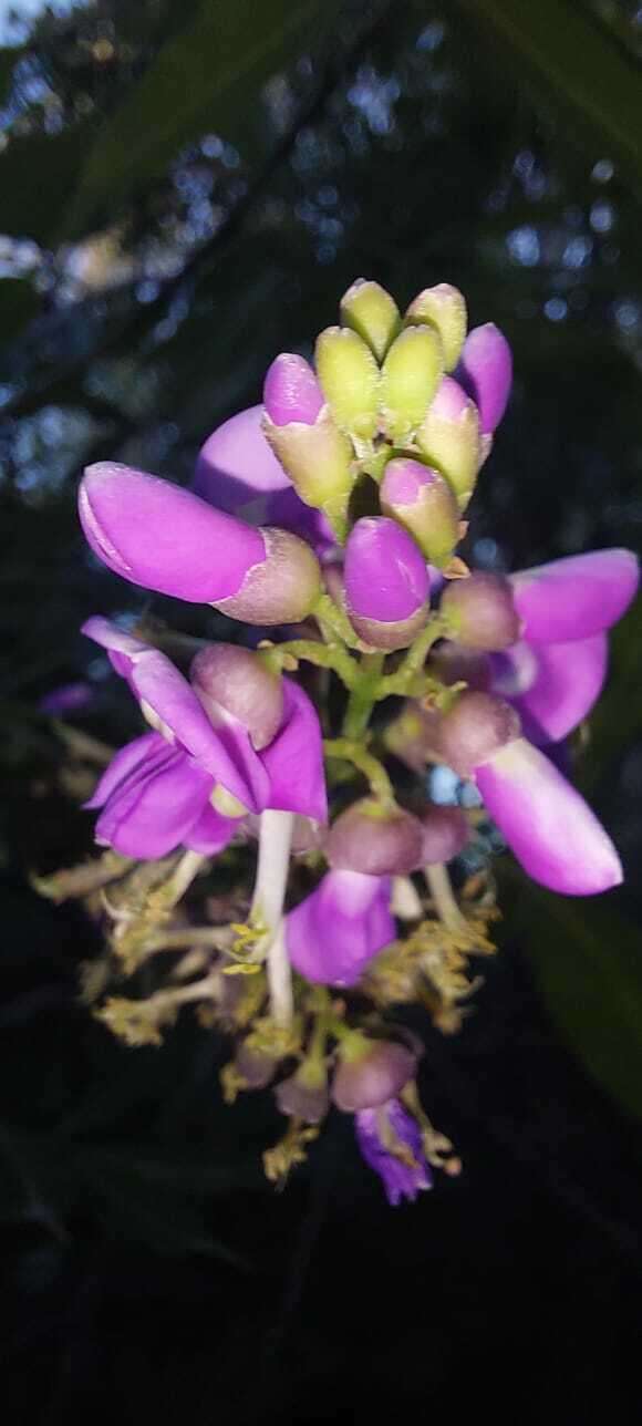 Image of Lonchocarpus nitidus (Vogel) Benth.