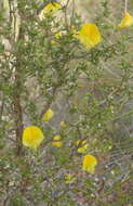 Image of Aspalathus collina subsp. collina